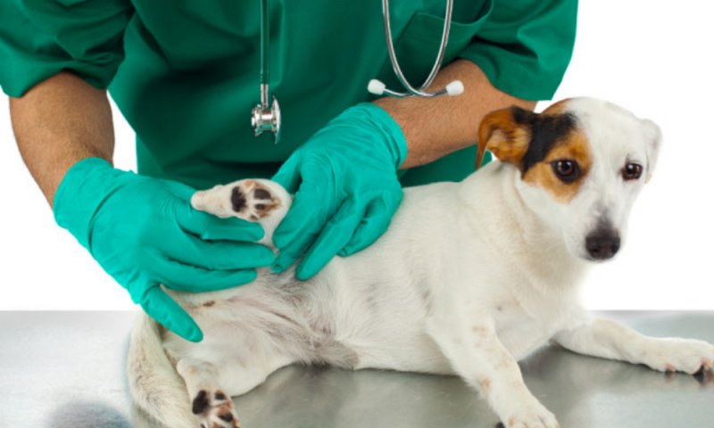 Canine Hip Dysplasia: How Pet Owners Can Help