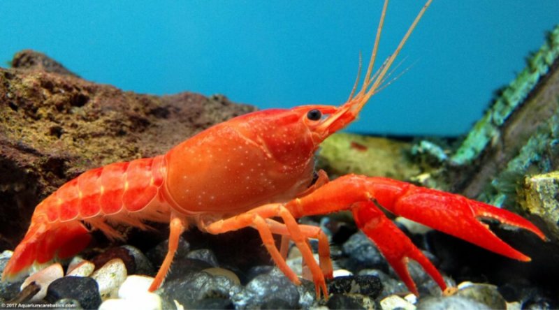 lobster as a pet