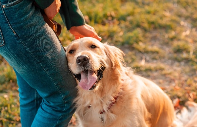 Golden Retriever Puppy